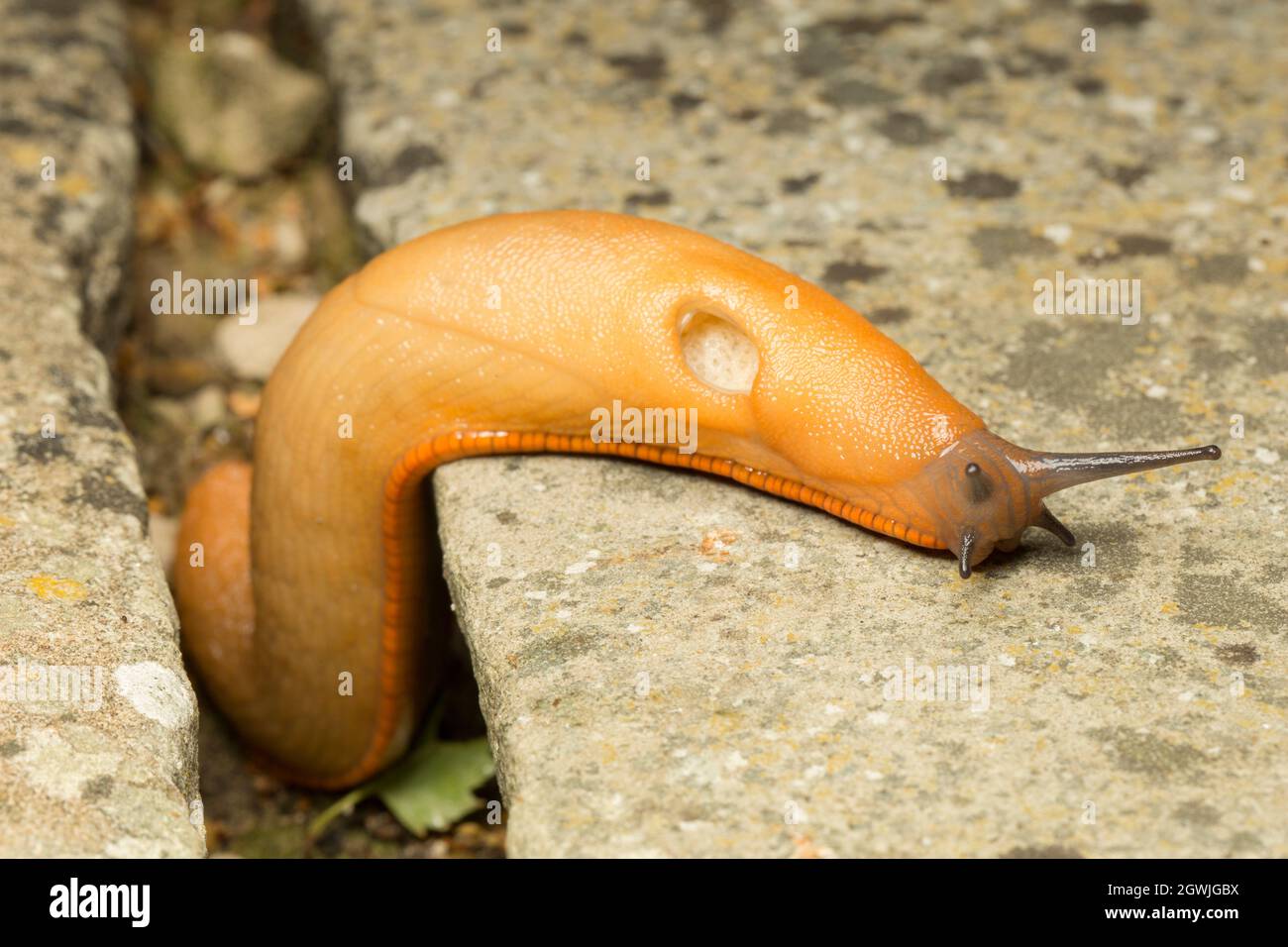A large red slug, Arion ater, out at night on a patio near a garden pond. Its open pneumostome or breathing pore can be seen in the picture. Lancashir Stock Photo