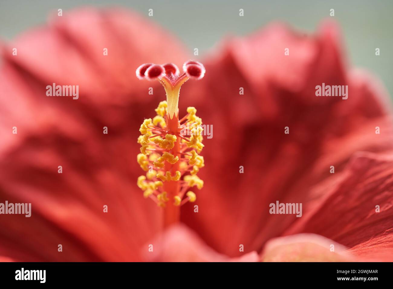 Closeup of a red hibiscus flower, stalk and pistil Stock Photo