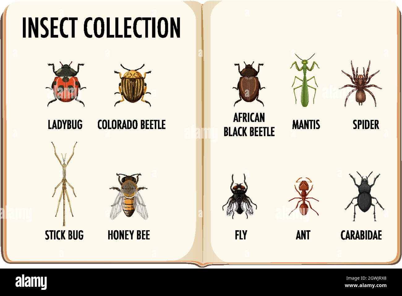 Set of insect collection in the book Stock Vector Image & Art Alamy
