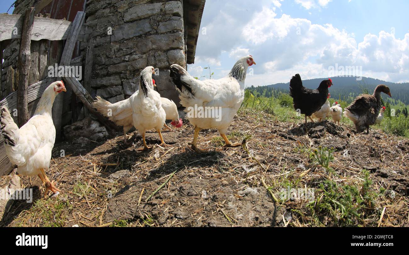 Many Chickens And Hens In The Poultry Farm In Summer Stock Photo