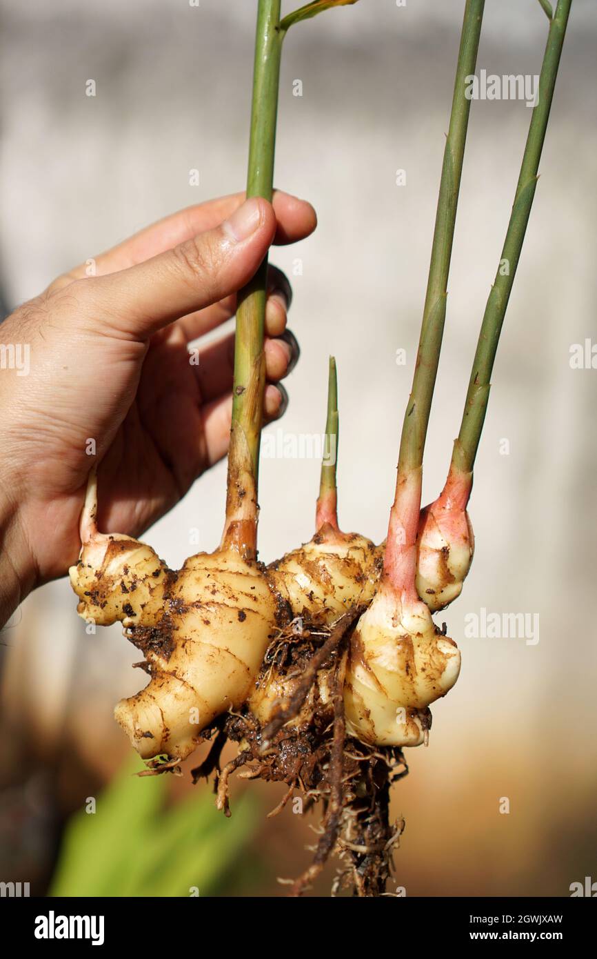 Stem ginger root flower hires stock photography and images Alamy