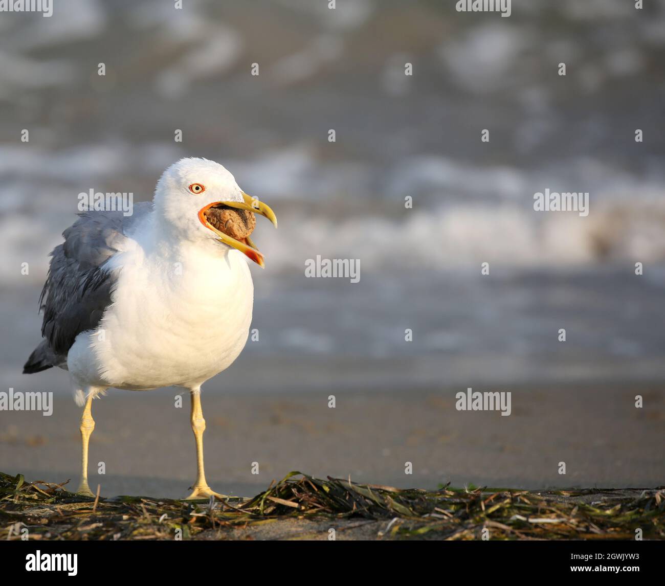 Bird Seagull In Summer By The Mediterranean Seaon The Beach With Opened Beak Stock Photo