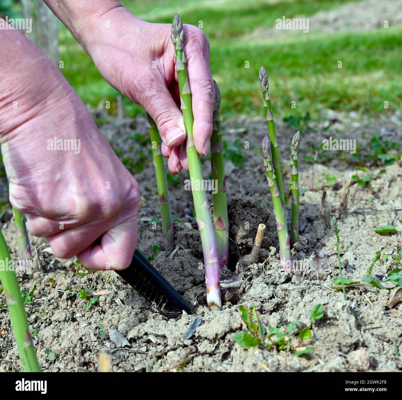 First Harvesting/ Cutting The Asparagus Plant On The Allotment. Spring