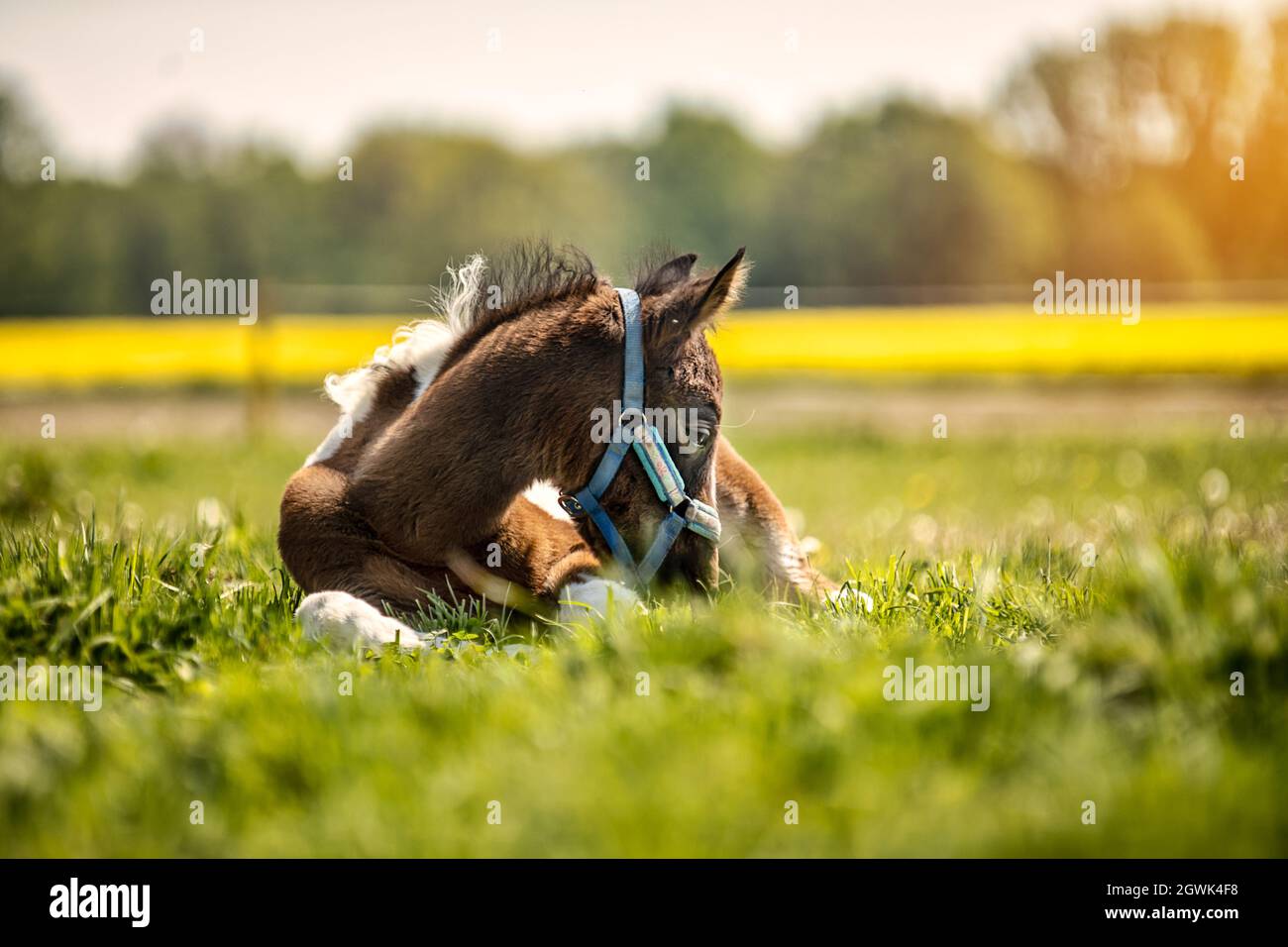 Horse Relaxing On Field Stock Photo Alamy