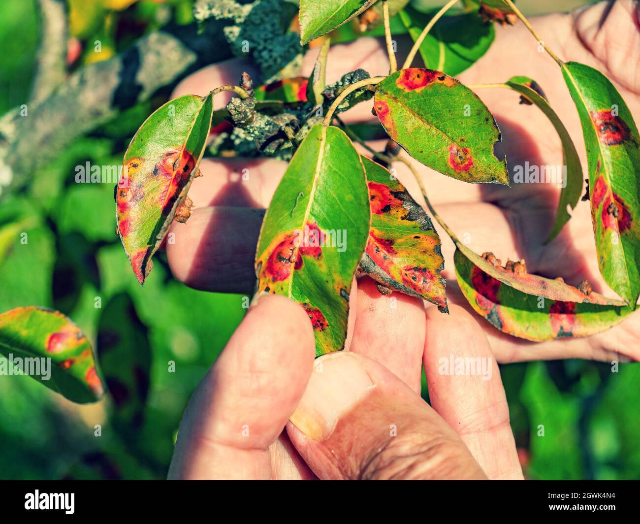 Red dots disease of pear leaves. Puccinia recondita spots. Gardener shows damage to rot and parasites. The concept of protection of pear garden. Stock Photo