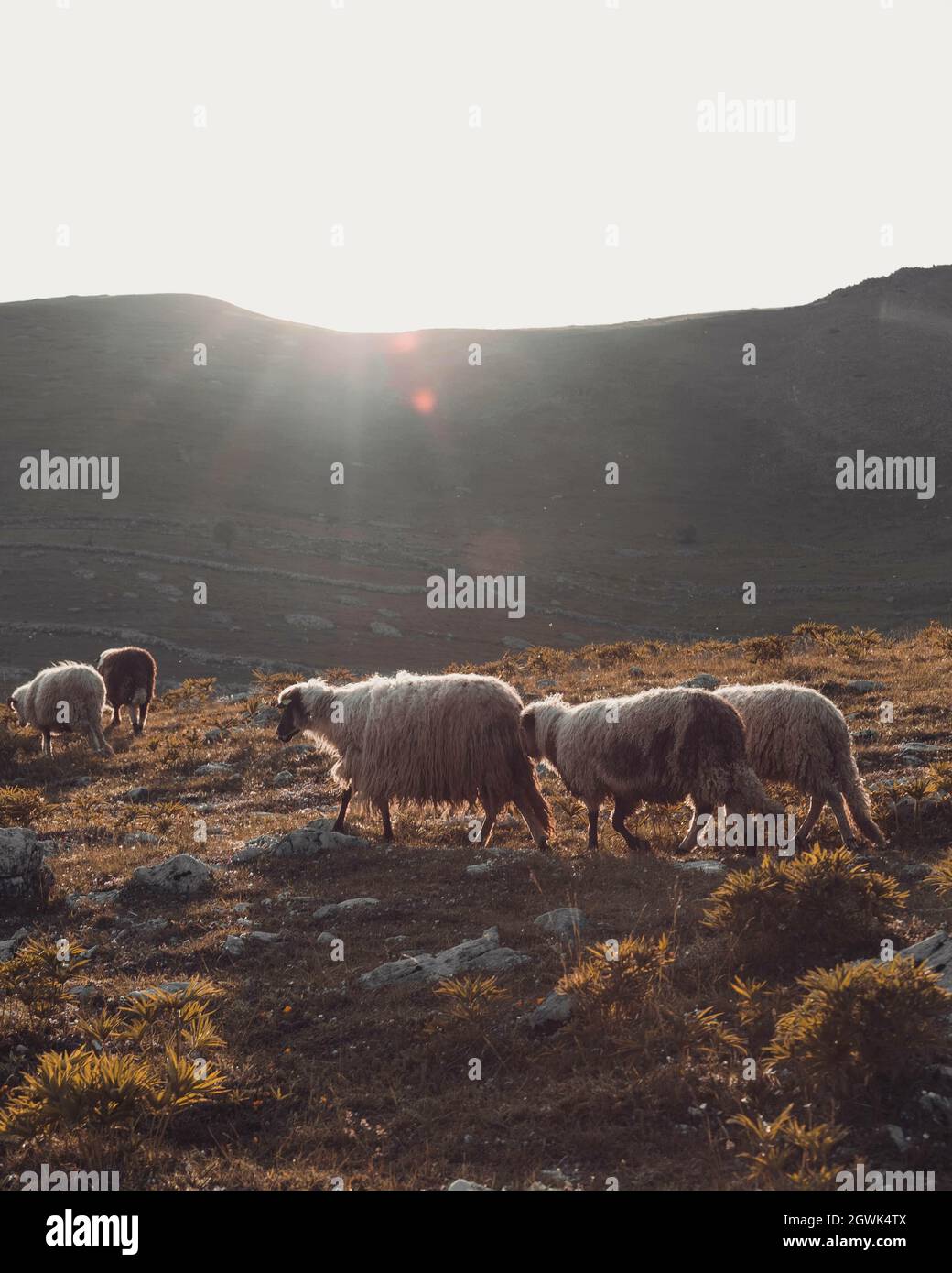 A herd of sheep grazing on the mountains with a shining sun Stock Photo ...