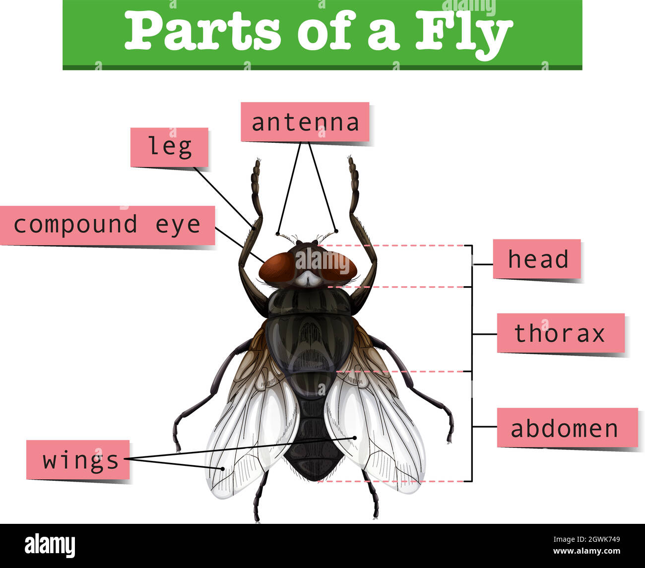 Diagram showing parts of fly Stock Vector