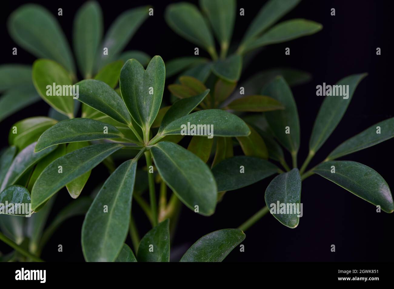 close up of umbrella tree leaves Stock Photo Alamy