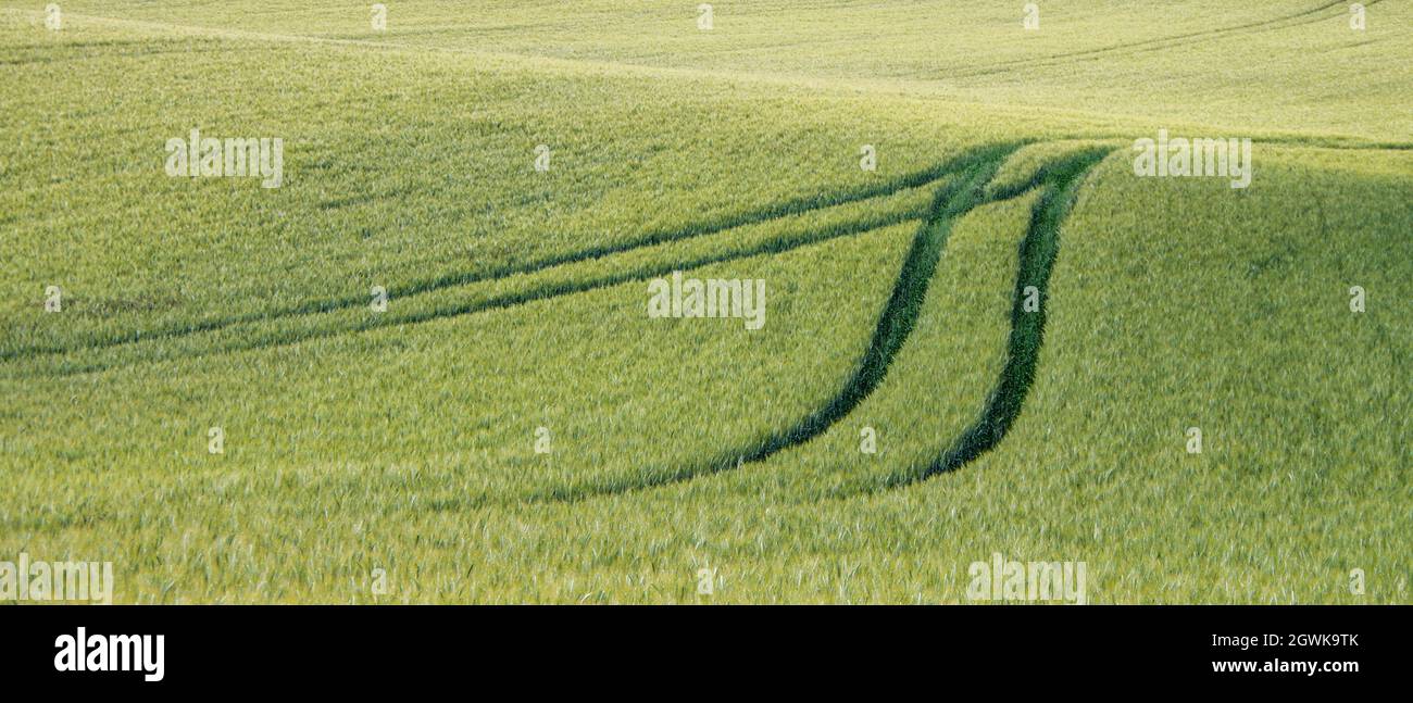 A close up shot from a top view of a natural place, a wide green field Stock Photo