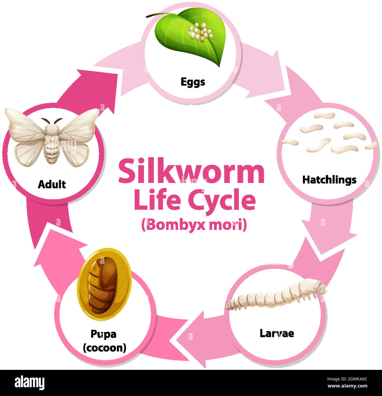 Diagram showing life cycle of Silkworm Stock Vector