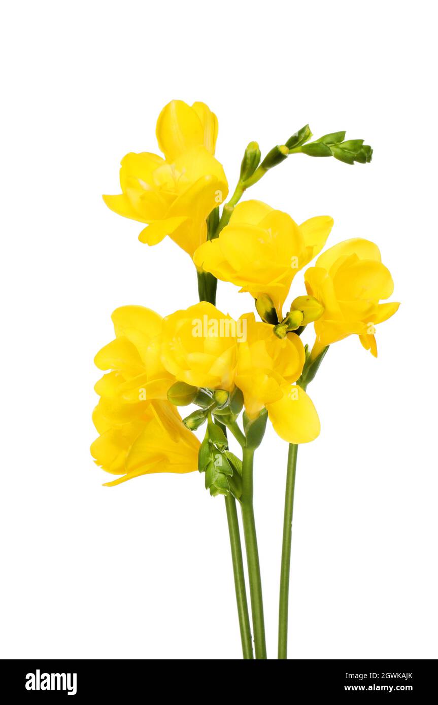 Yellow Freesia Bouquet Yellow Freesia Bouquet