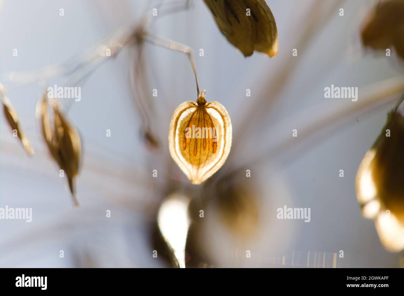 Close-up detail of a single plant seed capsules and pattern detail backlit by natural sunlight Stock Photo