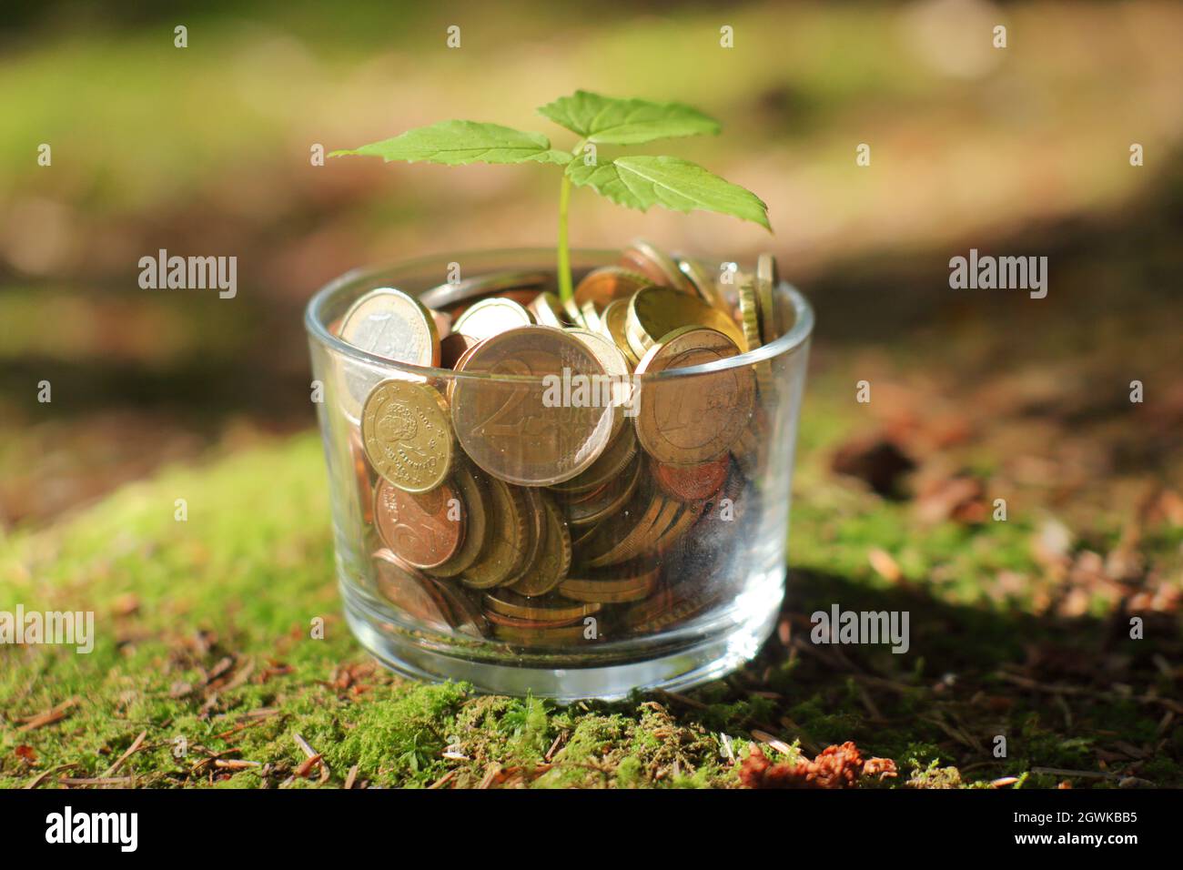 Close up plant growing from coins. Green world. Growing economy. Green global environment. Stock Photo
