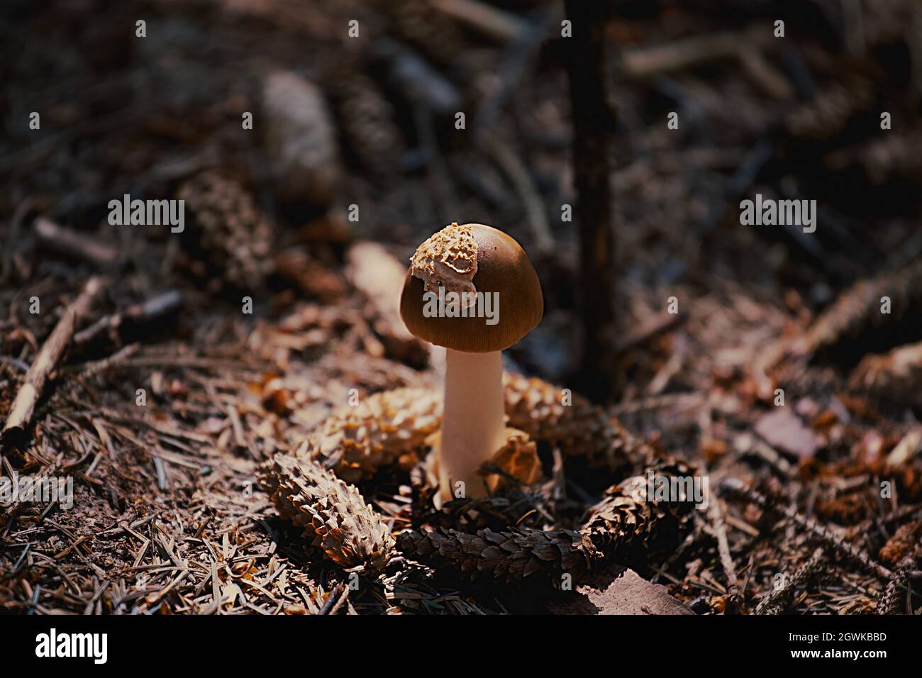 Close up mushroom in Norwegian forest. Stock Photo
