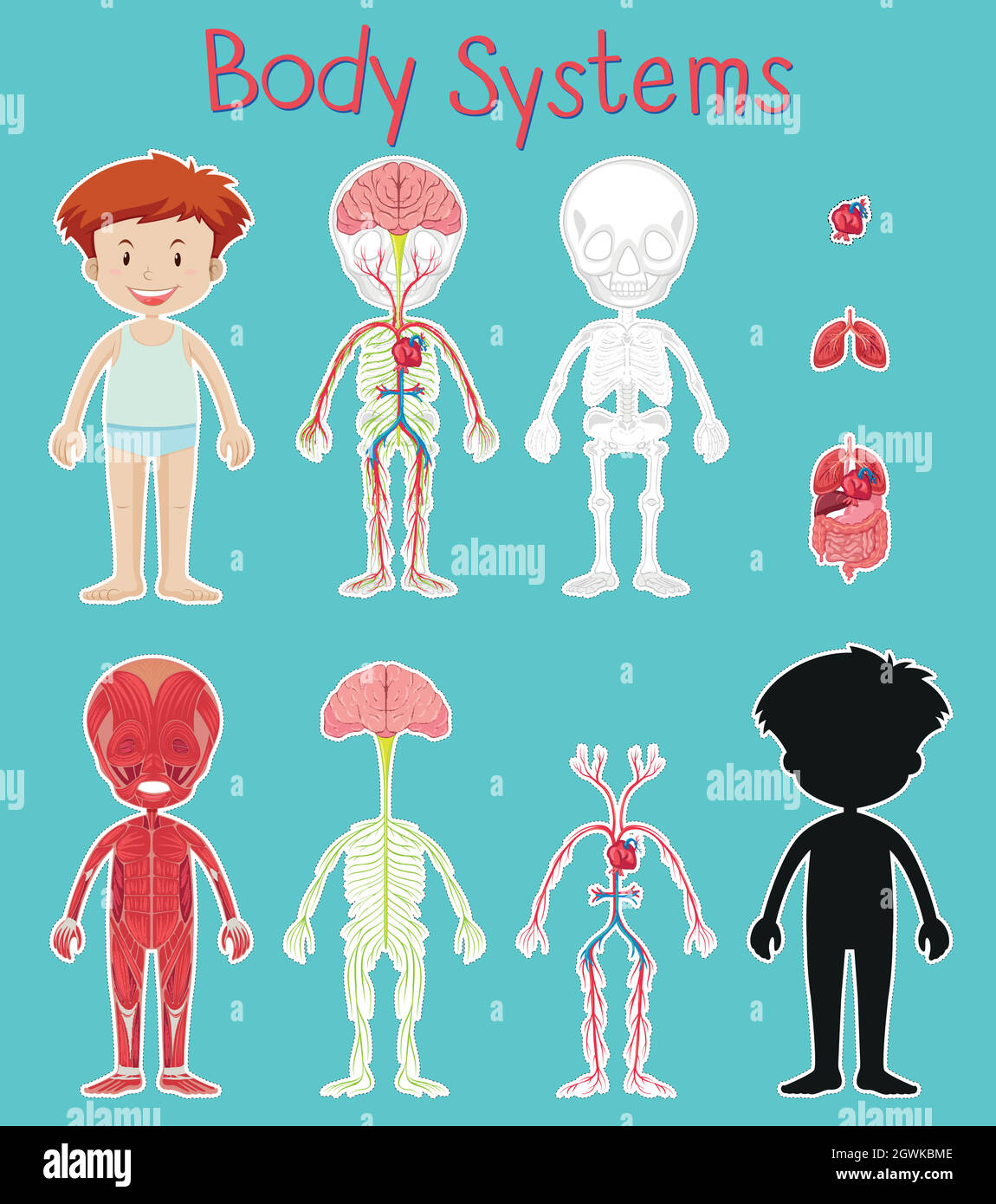 Boy and body system chart on blue background Stock Vector Image & Art
