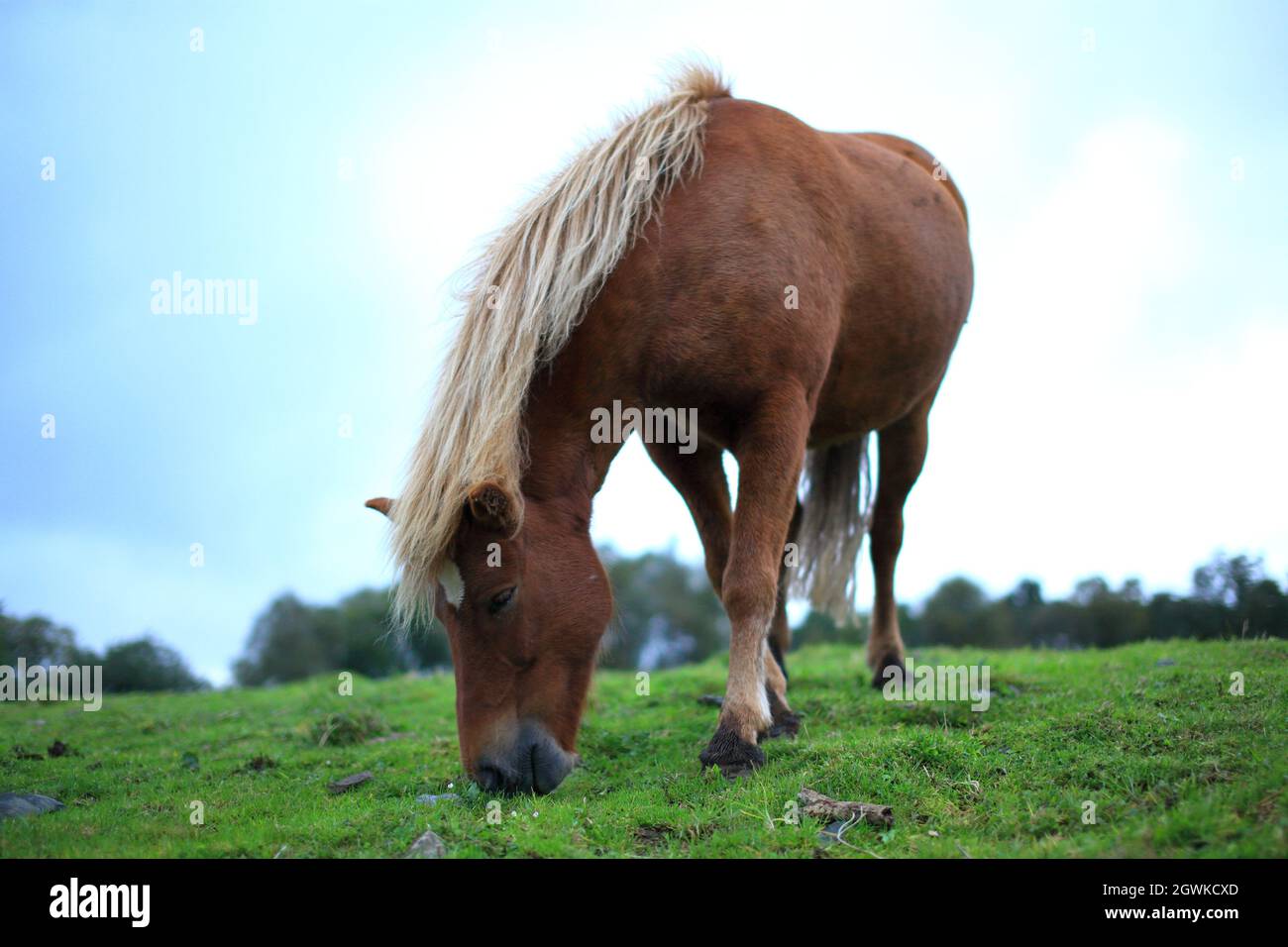 Horse eating in field in Norway Stock Photo