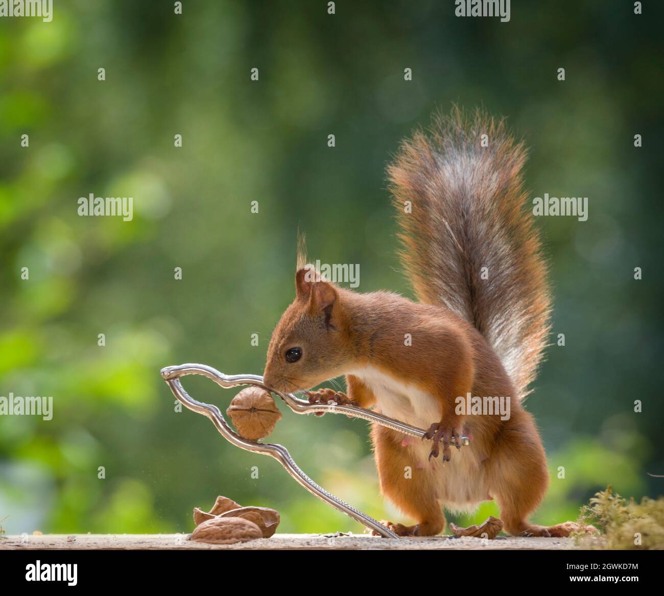 red squirrel is cracking an walnut Stock Photo Alamy