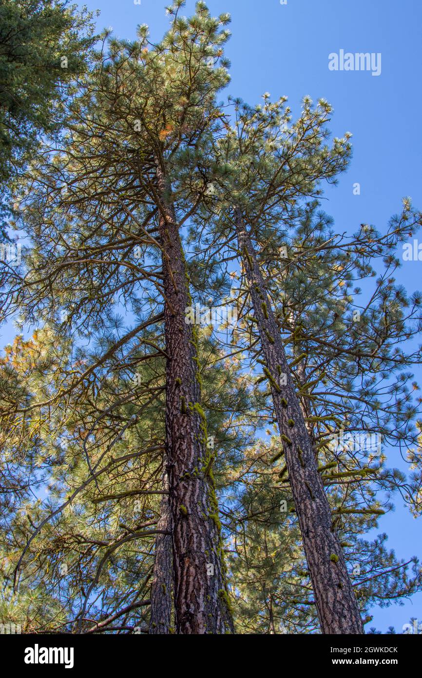 Ponderosa pine forest in Montana Stock Photo Alamy