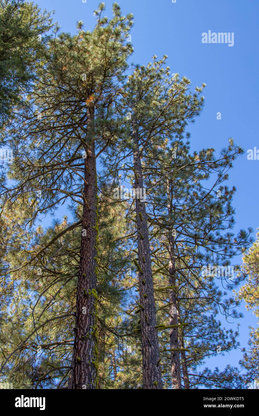 Montana pine tree hires stock photography and images Alamy