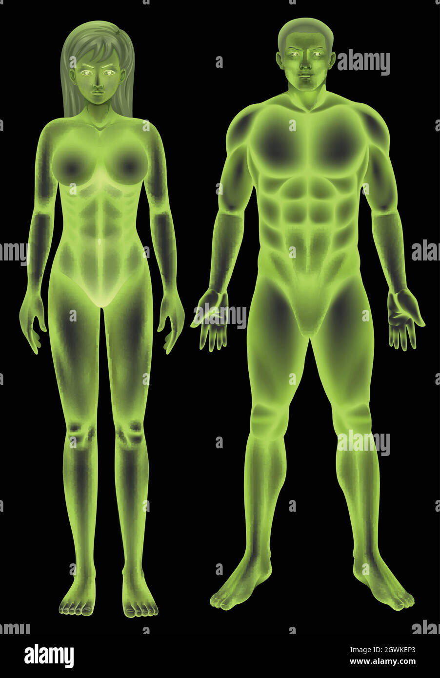 Male and female human body Stock Vector