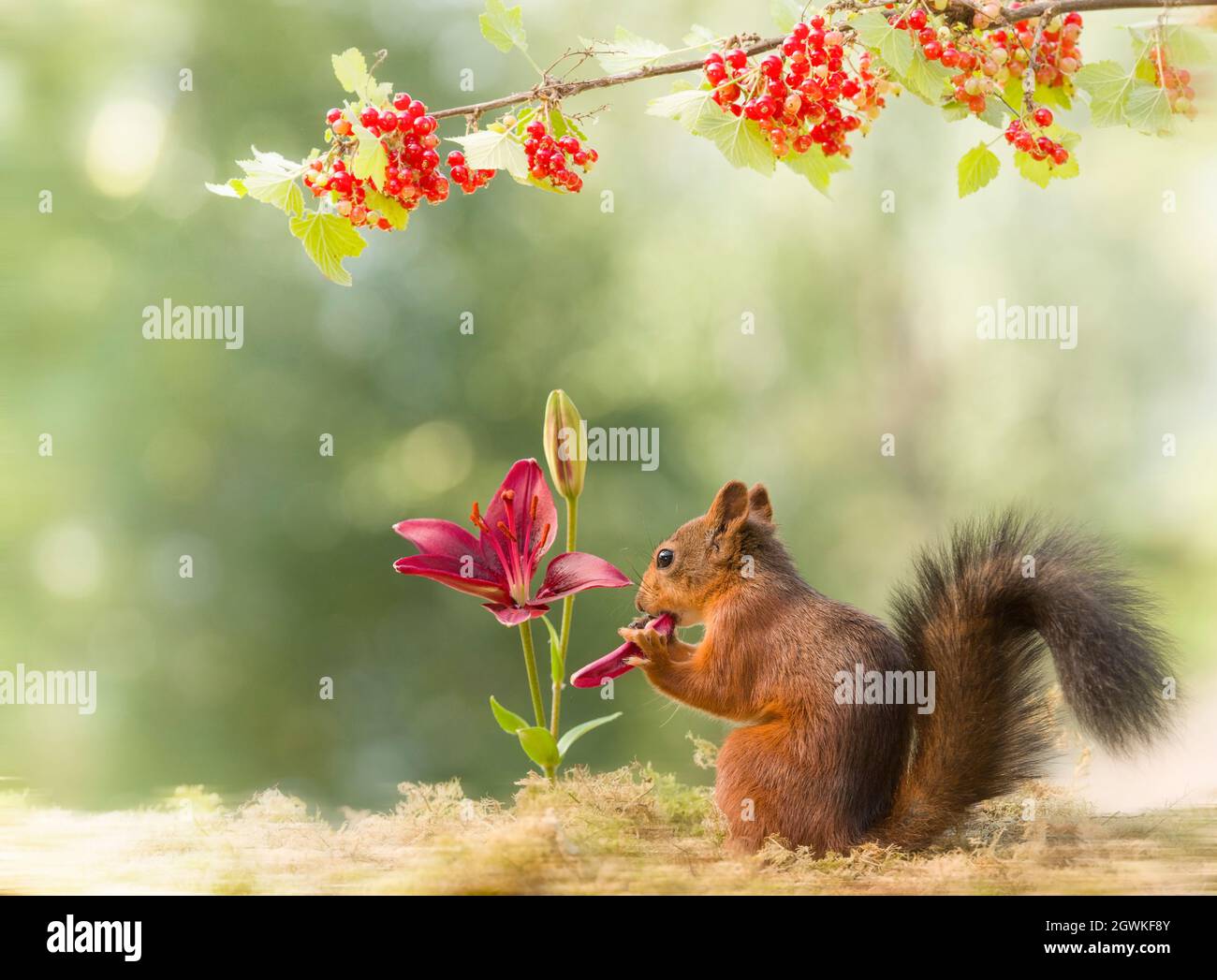 red squirrel is eating a lily petal Stock Photo Alamy