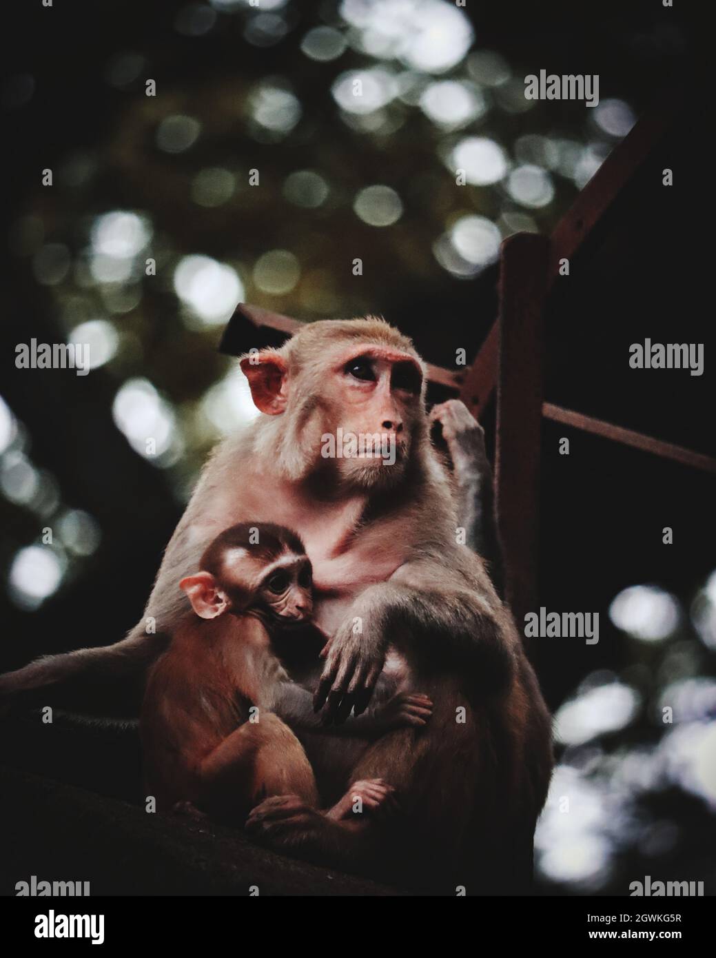 Monkeys Sitting On Tree With Baby Stock Photo