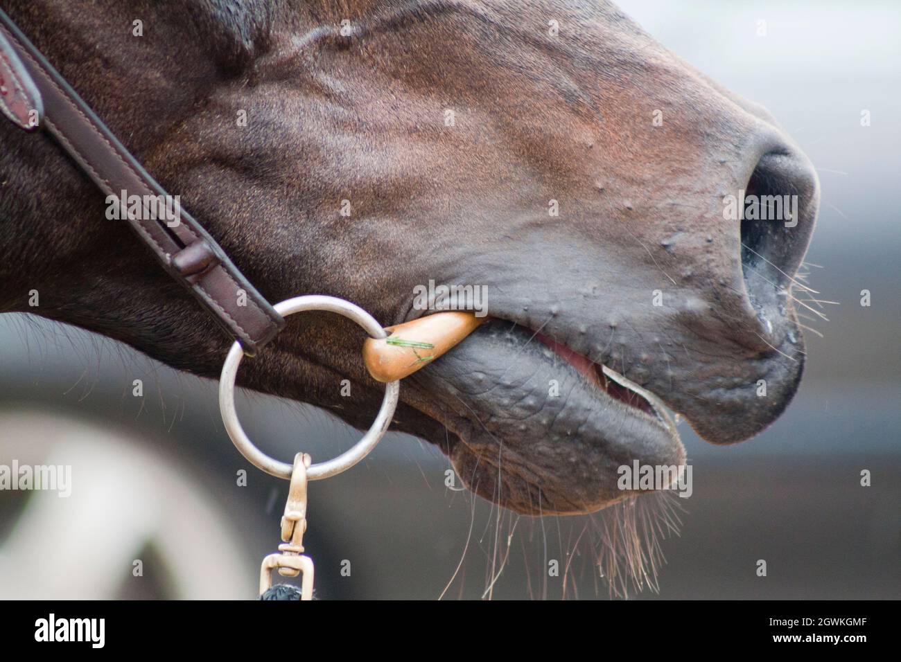 Mouth bit hires stock photography and images Alamy