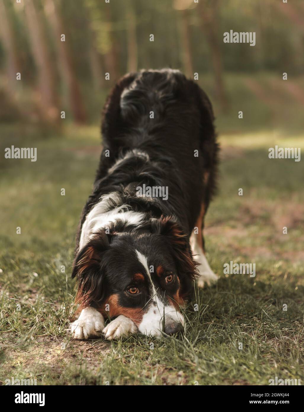 Dog With Head Down In Woods Stock Photo Alamy