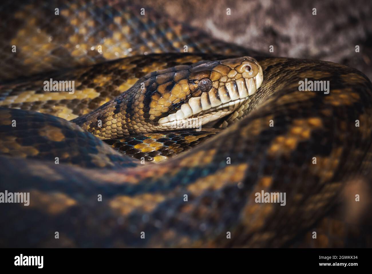large snake lies curled up in rings Stock Photo