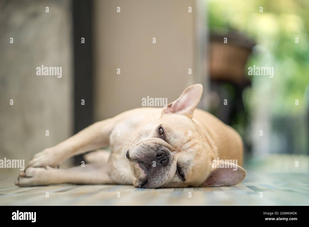 Sleepy french bulldog hires stock photography and images Alamy