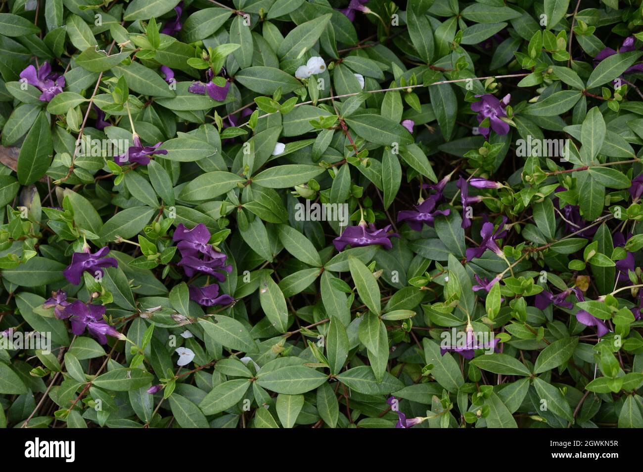 Periwinkle Ground Cover Stock Photo Alamy