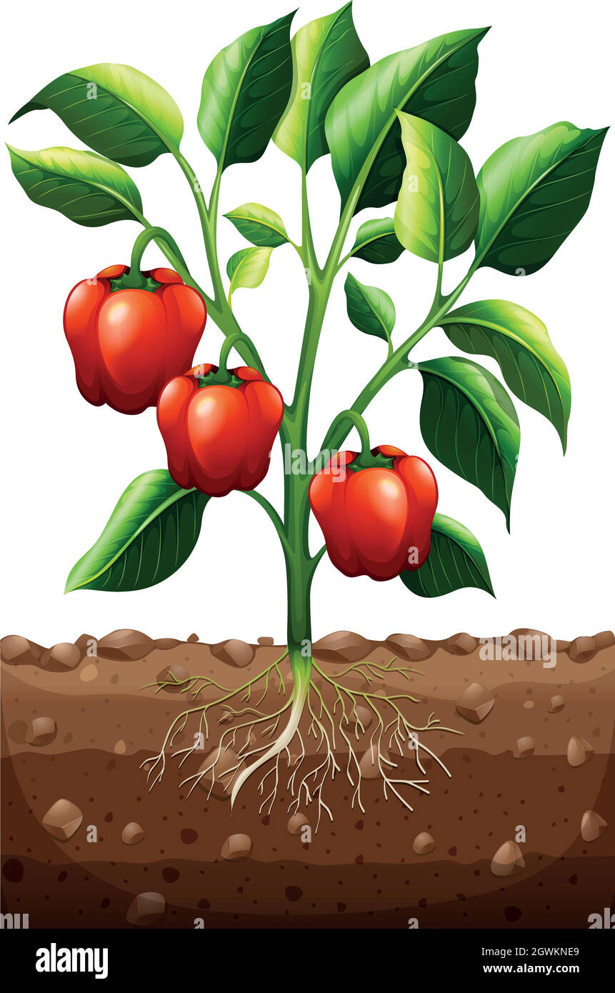 Capsicum plant on the farm Stock Vector Image & Art - Alamy