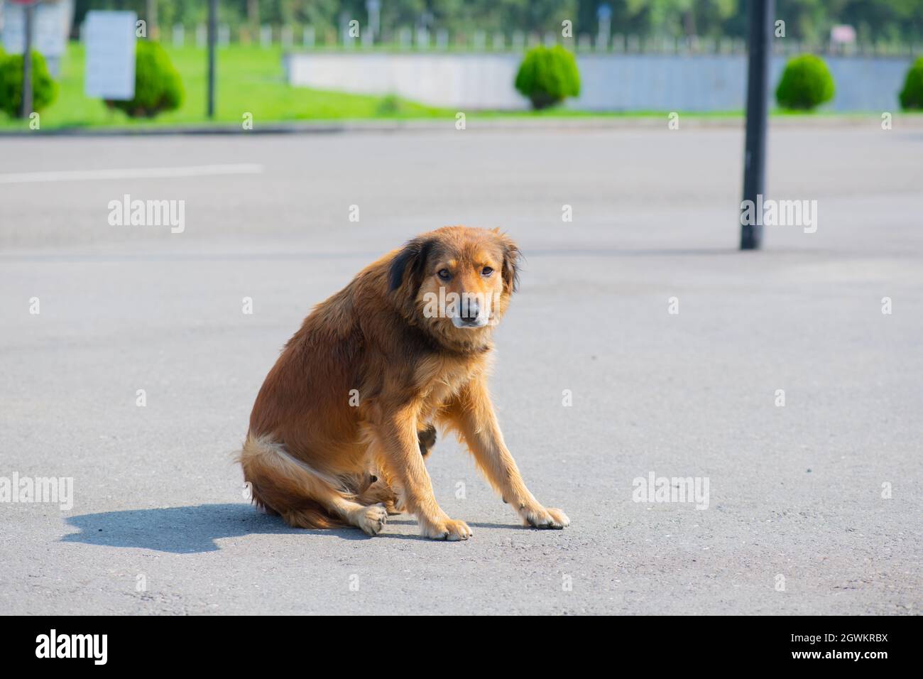 good-natured ginger dog lies on the sidewalk Stock Photo