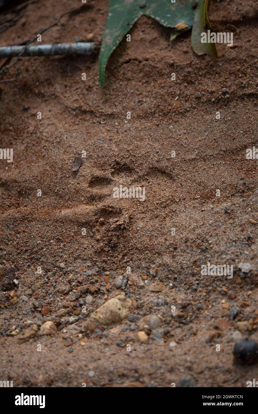 Bobcat (Lynx rufus) track embedded in the mud Stock Photo - Alamy