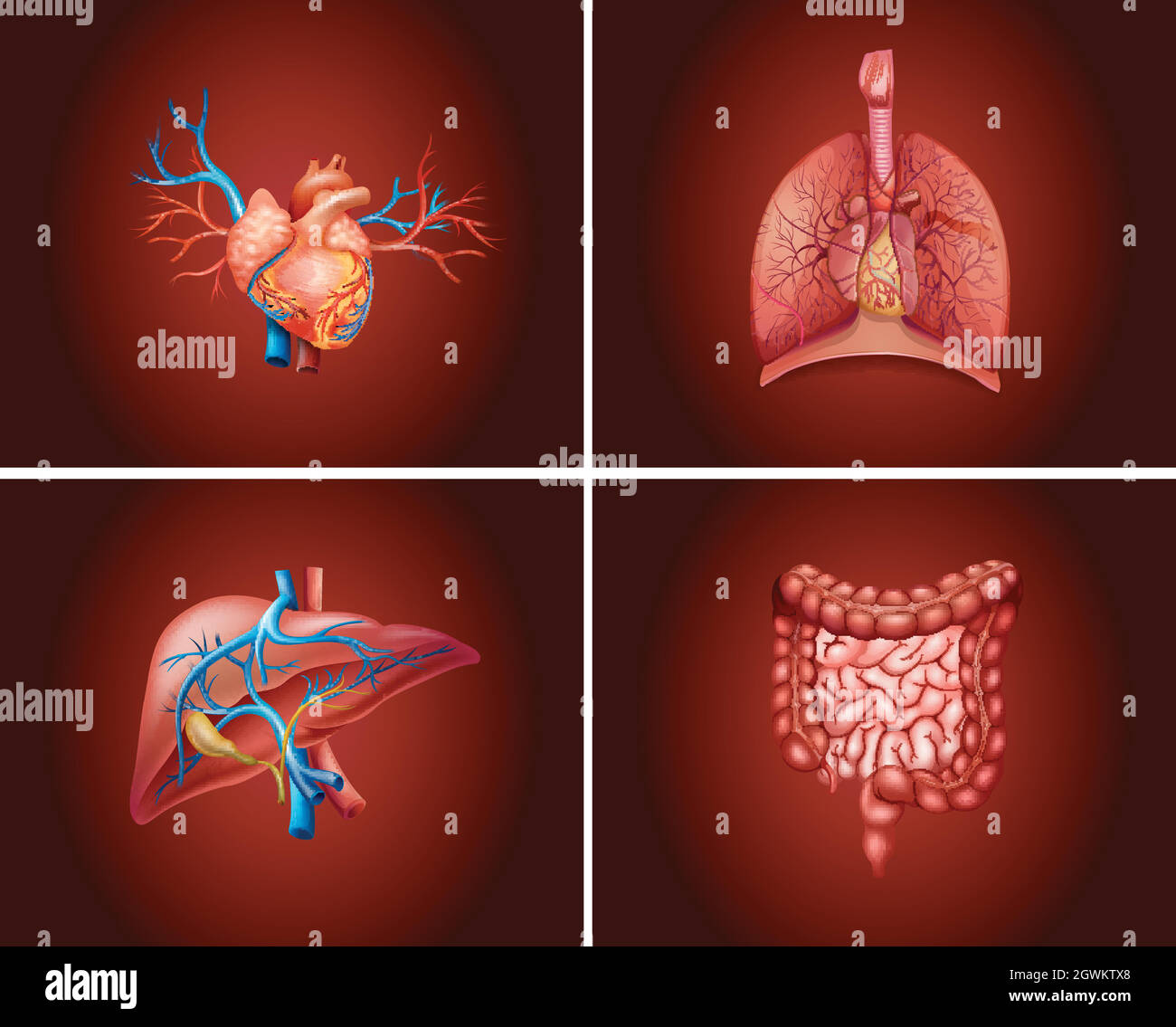 Four different parts of human organs Stock Vector