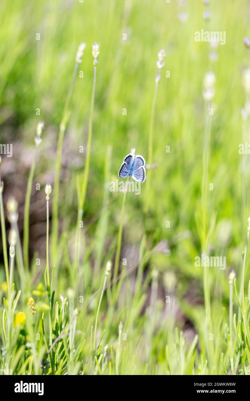 Meadow Lycaenidae Stock Photo