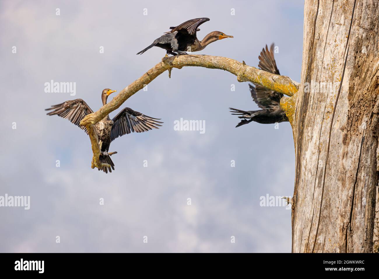 Cormorants roost in a dead tree along the shores of the French River in Tennessee Stock Photo