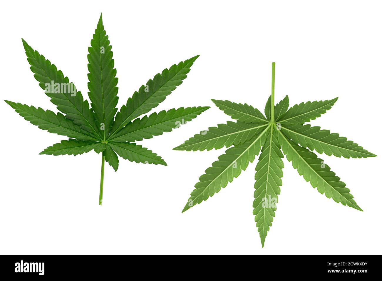 Green Cannabis Leaves Isolated On White Background Stock Photo - Alamy