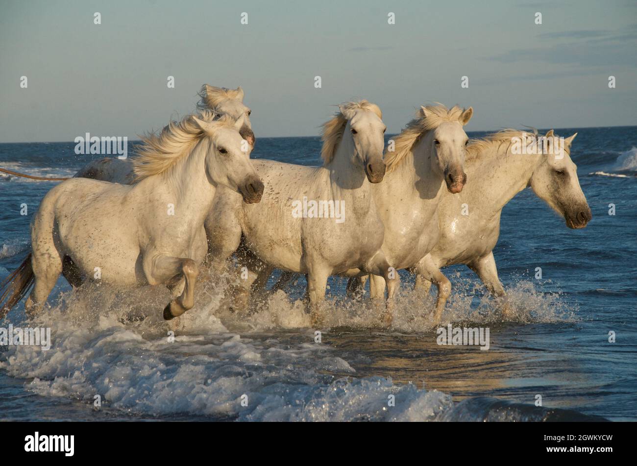 Horses In Water Stock Photo - Alamy