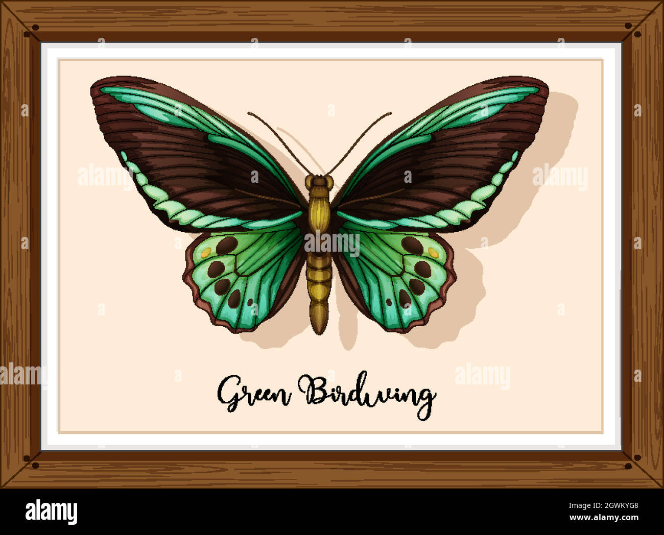 Butterfly on wooden frame Stock Vector