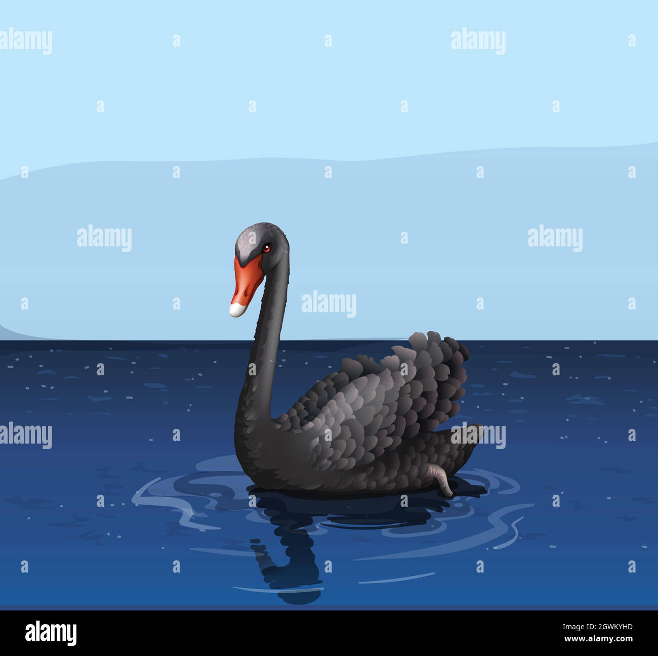 Black swan picture Stock Vector Images - Alamy