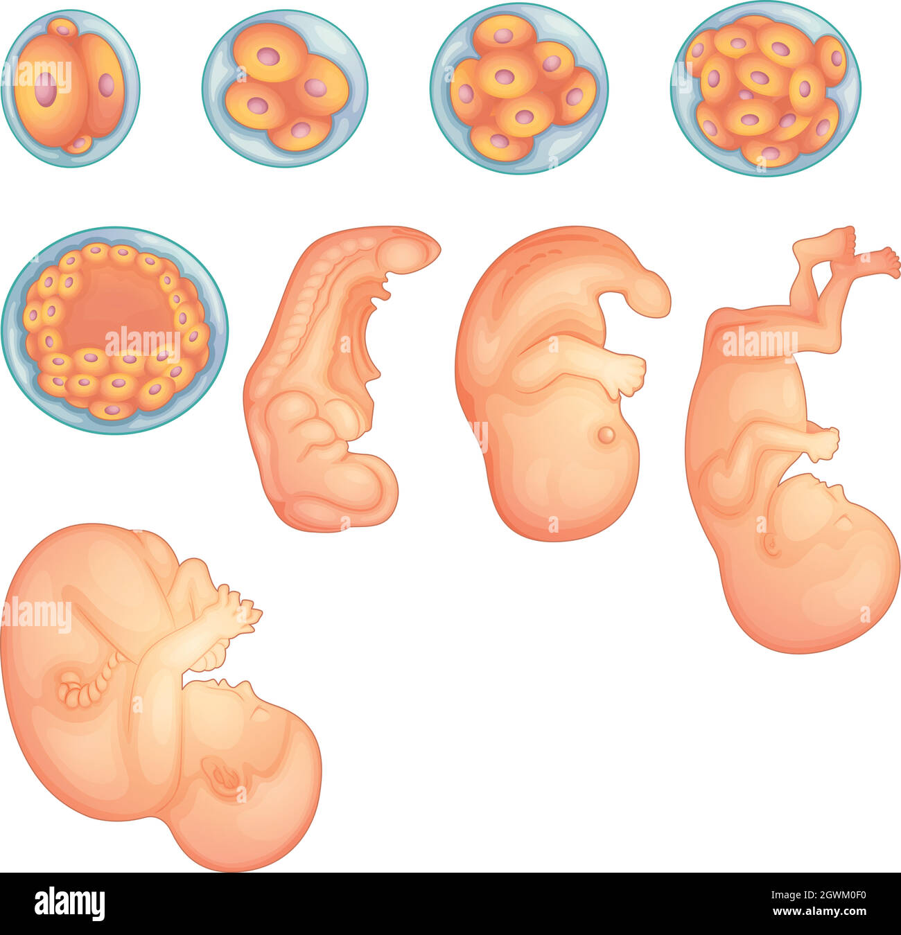 Stages in human embryonic development Stock Vector