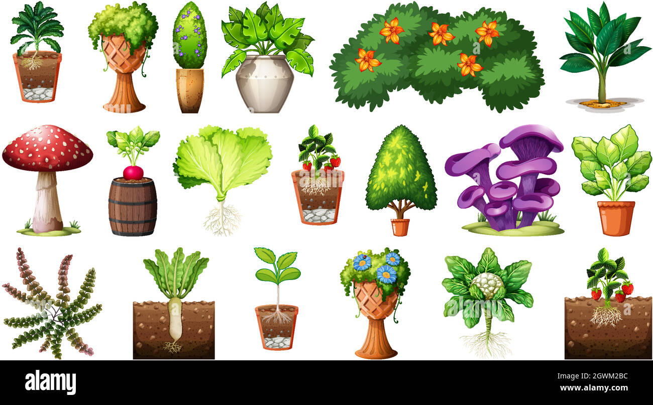 Set of different plants in pots isolated on white background Stock ...