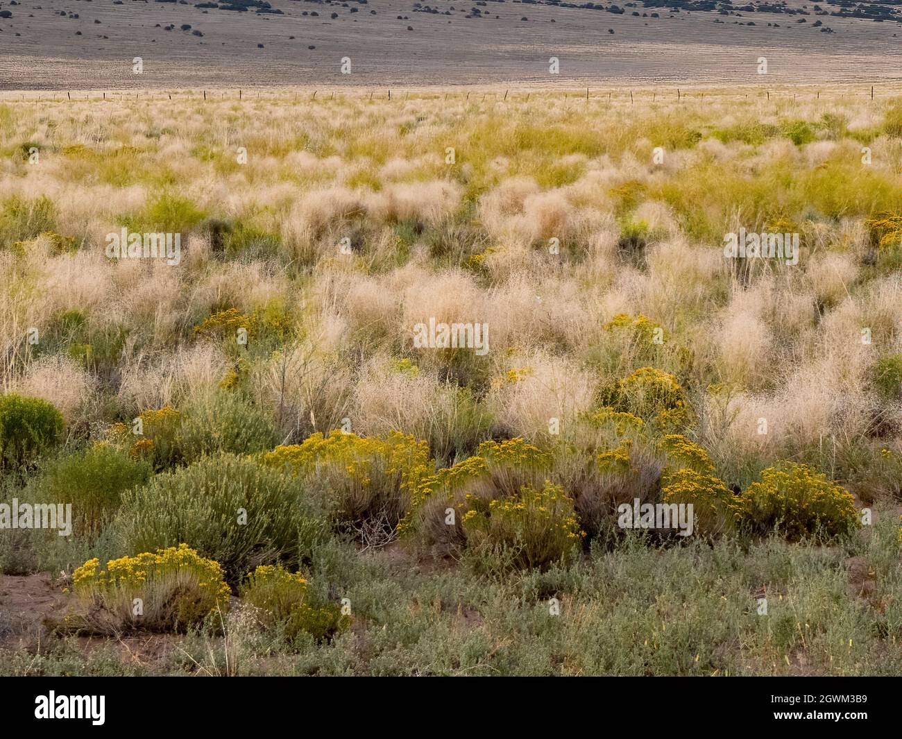 Indian Rice Grass (whiteish clusters) with yellow tipped rabbit brush. Stock Photo