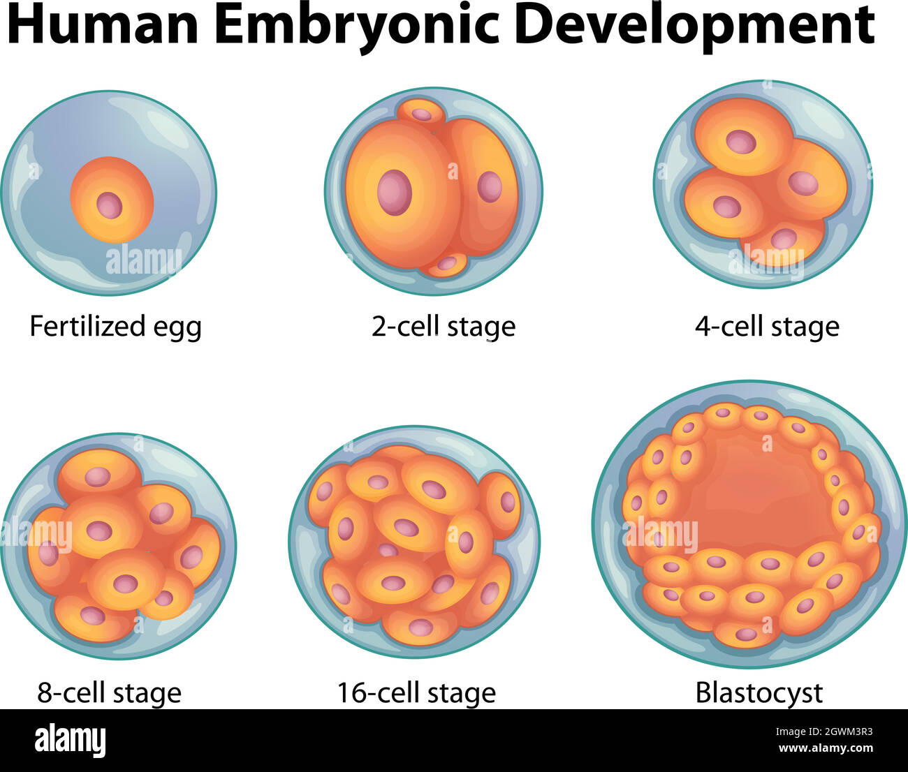Stages in human embryonic development Stock Vector