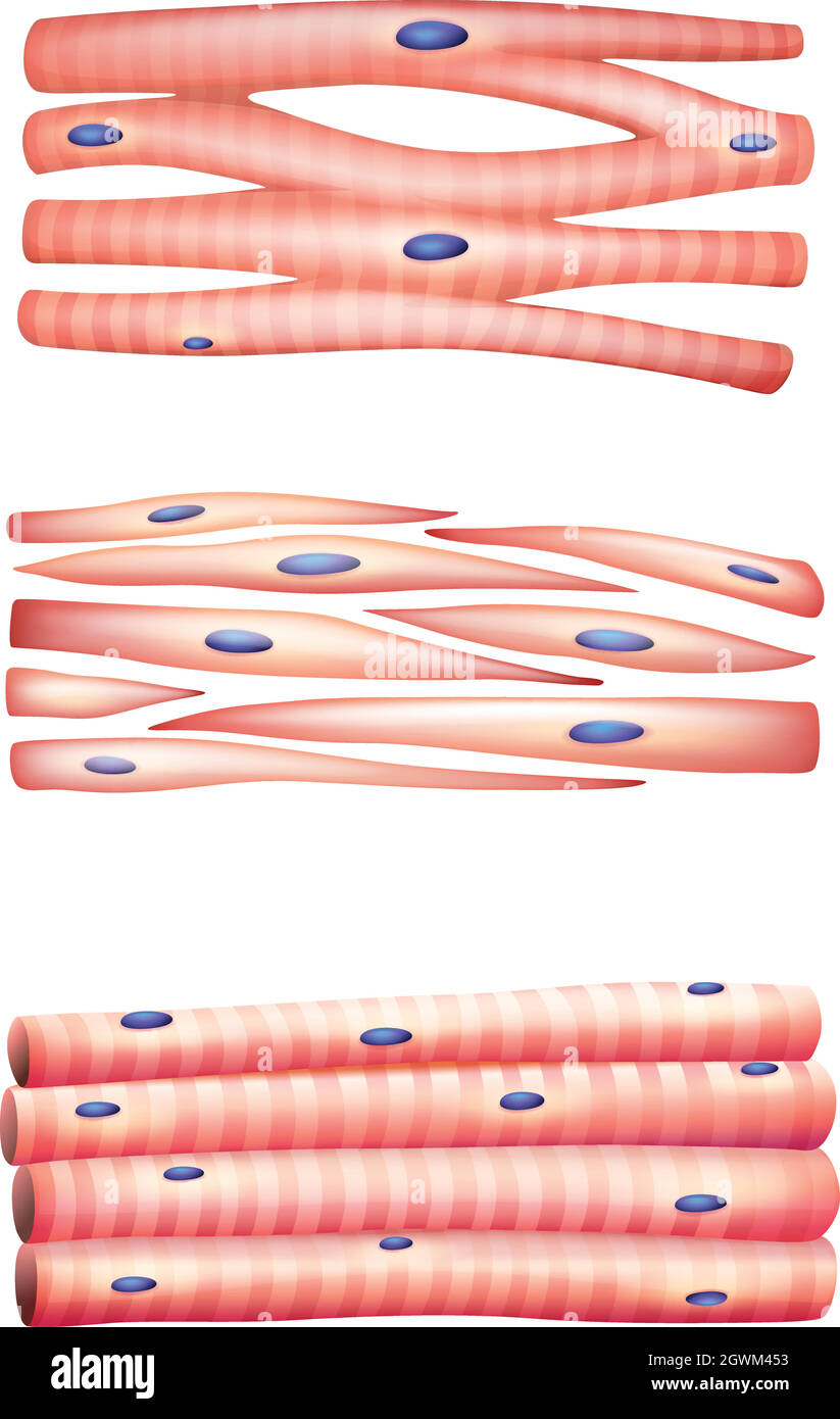 Types of muscles Stock Vector