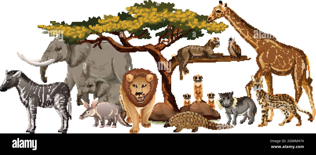 Group of wild african animal on white background Stock Vector Image ...
