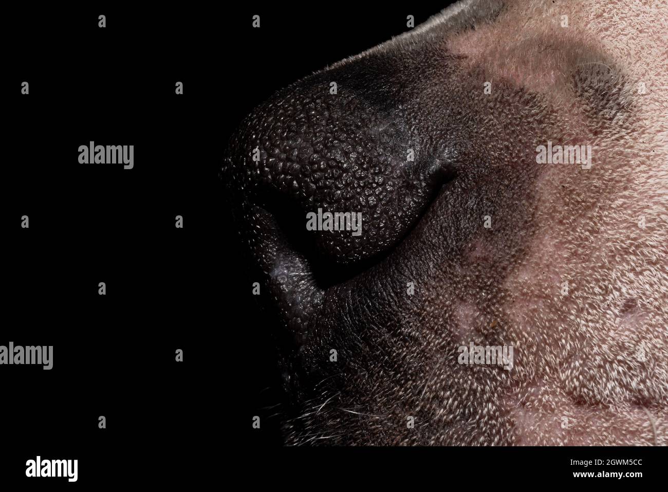 Skin texture on the nose hi-res stock photography and images - Alamy