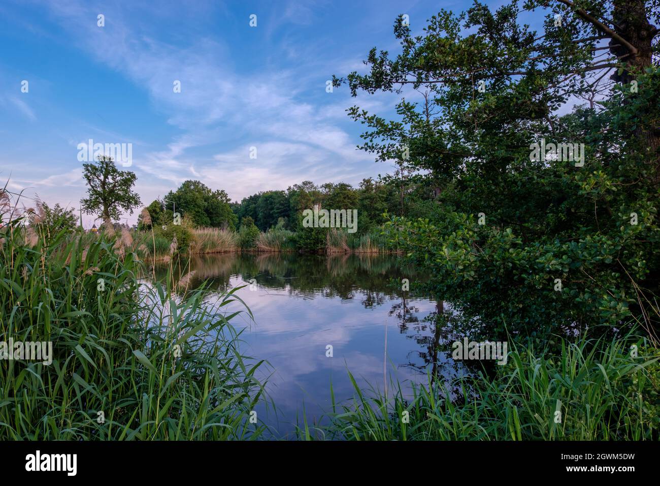 A close up shot of a beautiful natural view in a park with a small lake ...