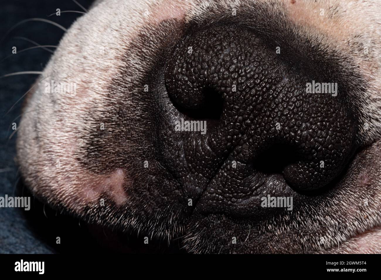 Black dog nose closeup, skin texture. Smell sensor, the dog's leading